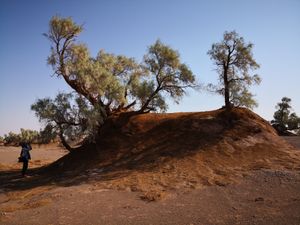Nebka forests at Iran Vegan Travel in Isfahan