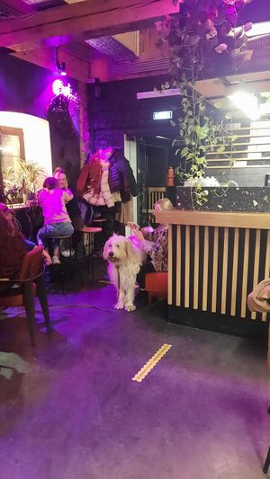 Was a lovely dog. at Mission in Moscow