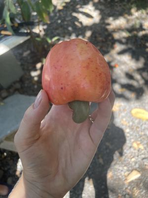   at Saifana Organic Farm in 