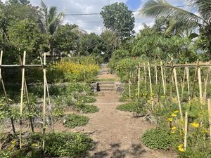   at Saifana Organic Farm in 