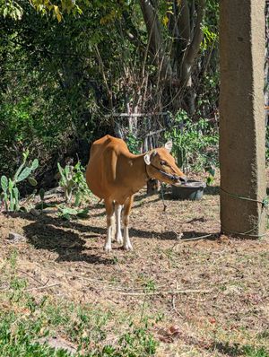  at Saifana Organic Farm in 