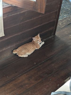  at Saifana Organic Farm in 