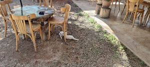  at Kawon once upon a time in Madaba