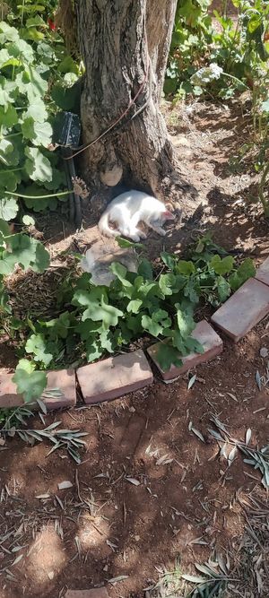  at Kawon once upon a time in Madaba