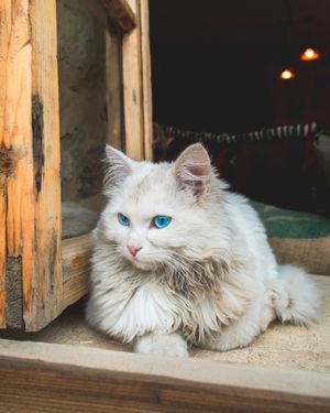 mawo mawo  at Kawon once upon a time in Madaba