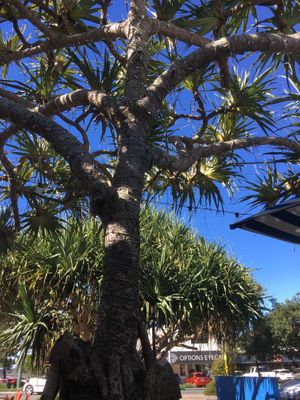 View from my seat  at Peregian Beach Hotel in Peregian Beach