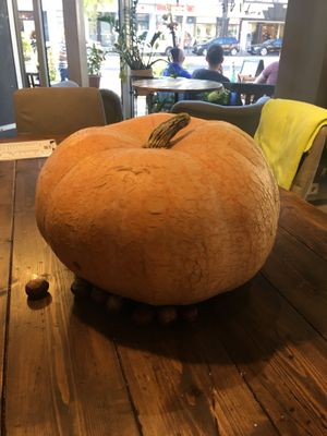 Giant pumpkin for pur next vegan pumpkin soup.  at SMOOFEE's in Berlin