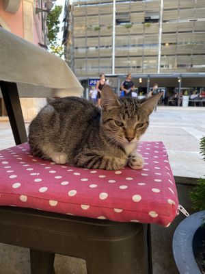 Little cutie  at VEG in Split