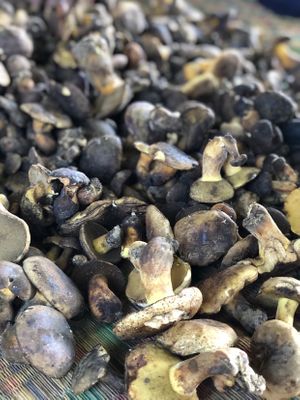 Wild mushrooms  at The Kitchen at Yenakat in Bangkok