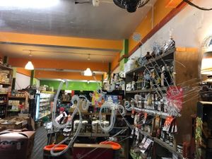 Huge half sheltered beautiful garden with plants and blooming flowers the most peaceful corner of hackney.  at Organic and Natural in East London