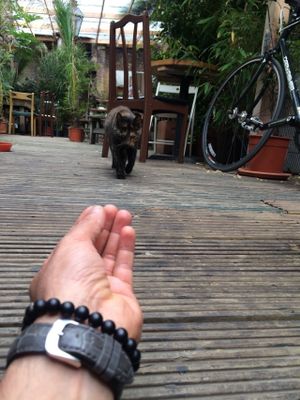 The beautiful peaceful hidden garden with half sheltered so you can enjoy the freedom of being outside and cozy as inside z  at Organic and Natural in East London