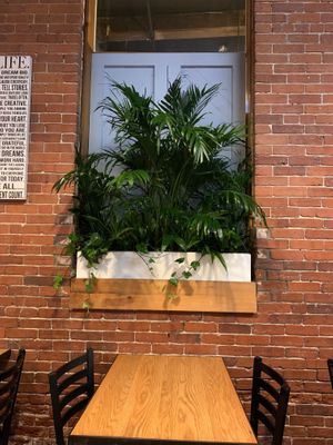 Beautiful plants! at Revitalive Cafe and Juice Bar in Newburyport