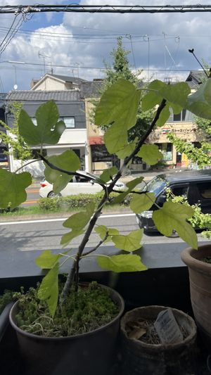   at Cafe Ren - Sakyo in Kyoto