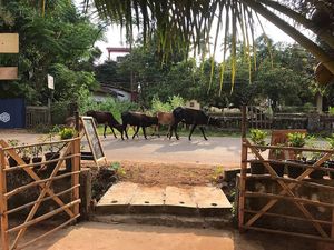Cows pay their tribute.  at Bibhitaki in Palolem