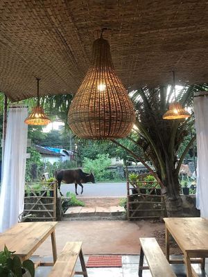 Meandering cows. at Bibhitaki in Palolem