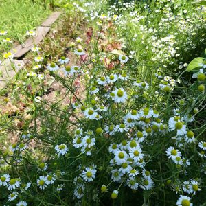 Garden at Jag Eunbueok 작은부엌 in Jeju