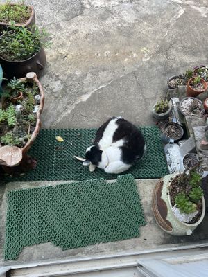 Friendly cat waiting for us to exit  at Jag Eunbueok 작은부엌 in Jeju