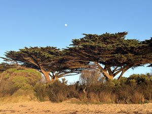   at Icaro in Apollo Bay