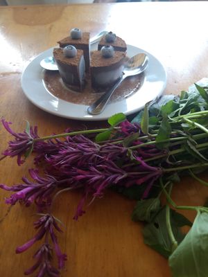 Raw/vegan chocolate truffle pie at Falafel Shalom in Tepoztlan