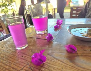 Bougainvillea lemonade. Refreshing,  beautiful and delicious! at Falafel Shalom in Tepoztlan