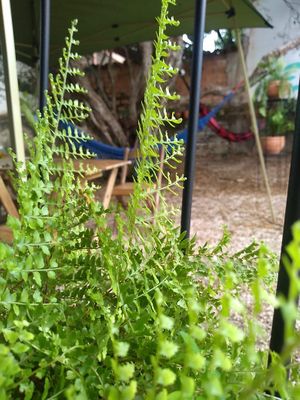 Jardim at Passiflora Cantina Vegetariana in Pirenopolis