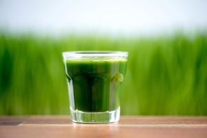Organic Wheat Grass at Juice Station in Pembroke