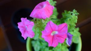 exterior at Falafel Sababa in Berlin