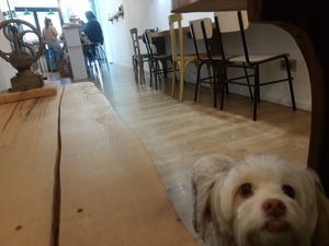 Dog friendly at La Nòmada in Olot