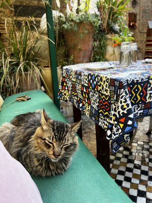   at The Ruined Garden in Fes