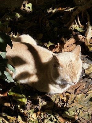   at The Ruined Garden in Fes