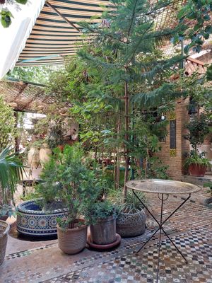 Green setting. at The Ruined Garden in Fes