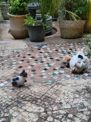 Kitty cats at The Ruined Garden in Fes