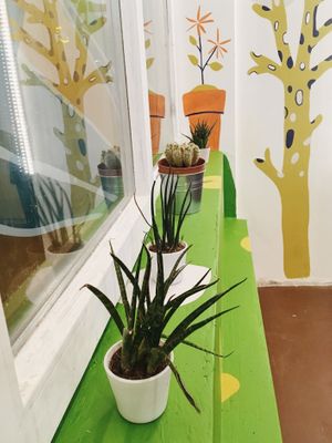 Plants  at Las Vegan's - Kazinczy 11 in Budapest