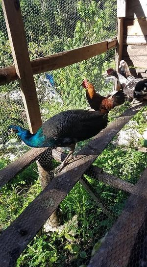 Peacocks !!!! at Mel's Botanical Retreat in Savanna La Mar