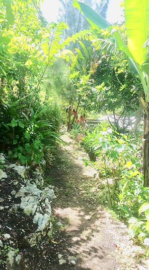 The pathway from your cottage to the kitchen.  at Mel's Botanical Retreat in Savanna La Mar