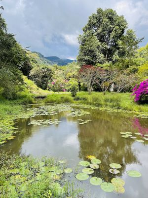 Garden  at Lulo's Restaurante in Jardin