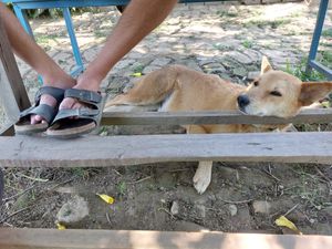 Doggie company :) at Pancake 4 Paws in Ratnanagar