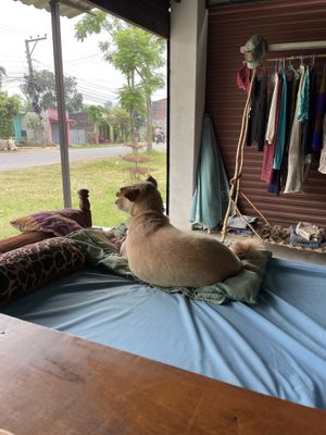   at Pancake 4 Paws in Ratnanagar