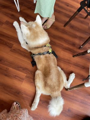   at WagWel Saigon in Ho Chi Minh City