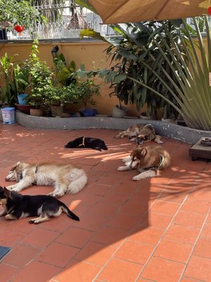 Eat here to support the rescue dogs   at WagWel Saigon in Ho Chi Minh City