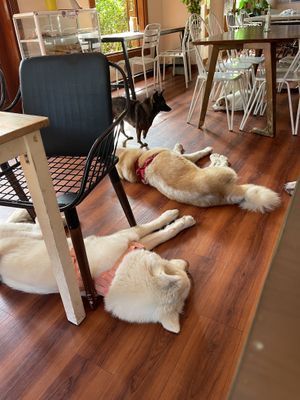 Chilling rescues   at WagWel Saigon in Ho Chi Minh City