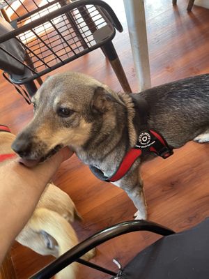 Pawpy so gentle and friendly   at WagWel Saigon in Ho Chi Minh City