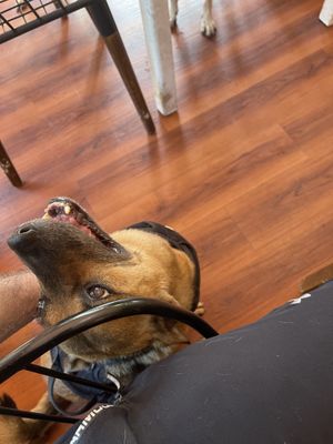 Mit twill always be too dog   at WagWel Saigon in Ho Chi Minh City