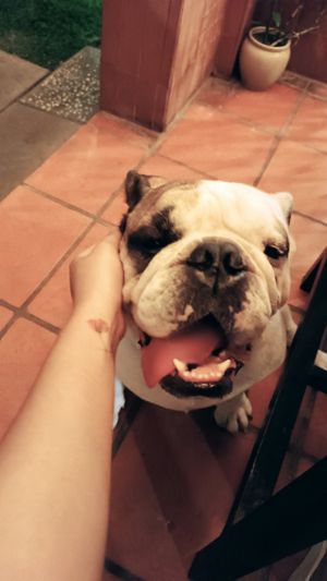  at WagWel Saigon in Ho Chi Minh City