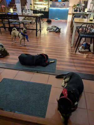  at WagWel Saigon in Ho Chi Minh City