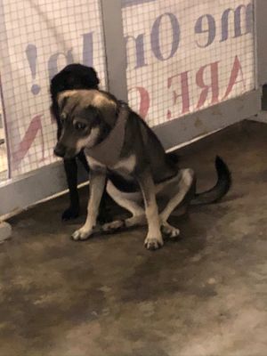 2 dogs that live there  at WagWel Saigon in Ho Chi Minh City