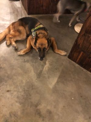 One of the dogs that was visiting  at WagWel Saigon in Ho Chi Minh City