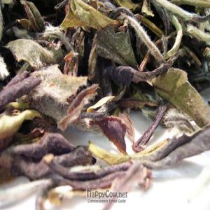  at Mint in Waitsfield