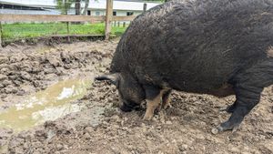 at Moo to Ewe Farmed Animal Sanctuary in Palmdale