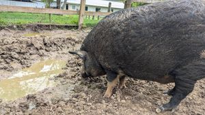  at Moo to Ewe Farmed Animal Sanctuary in Palmdale